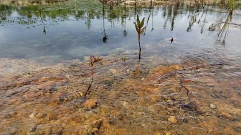 Tiny fresh water spring brings water to surface in Everglades National Park 4K. Stock Footage 142719978