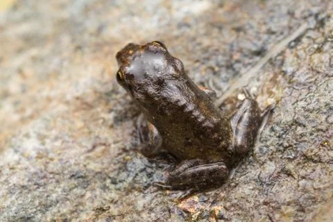 A tiny frog, 1cm in size Stock Photos