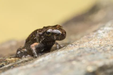 A tiny frog, 1cm in size Stock Photos