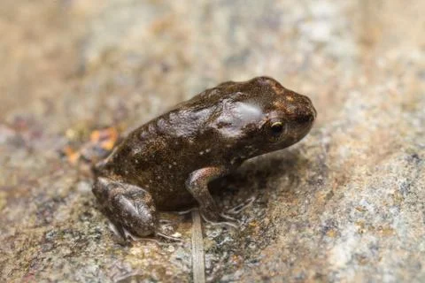 A tiny frog, 1cm in size Stock Photos