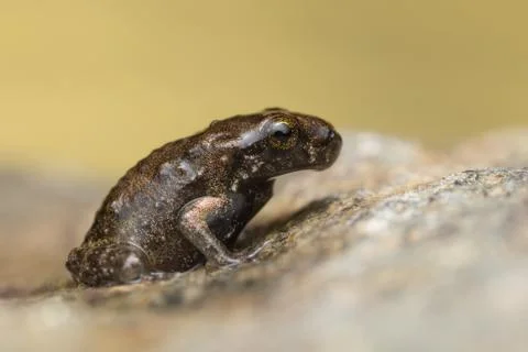 A tiny frog, 1cm in size Stock Photos