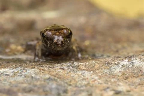 A tiny frog, 1cm in size Stock Photos