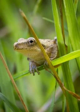 A tiny frog among the jungle of grass. Stock Photos