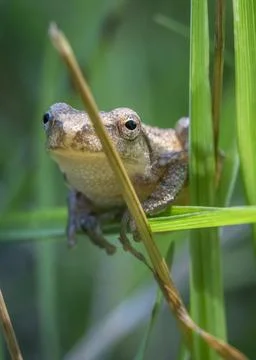 A tiny frog climbing a blade of grass in a Virginia meadow. Stock Photos