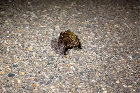Tiny frog crawls on gritty pavement at night Stock Photos