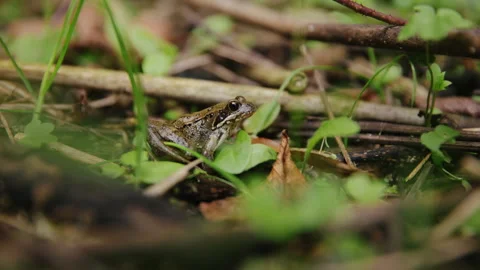 Tiny Frog in Grass - Closeup in Nature Stock Footage 262655096