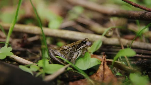 Tiny Frog in Grass - Macro Shot in Nature Stock Footage 262654905