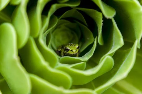 Tiny frog in a green flower 2 Stock Photos
