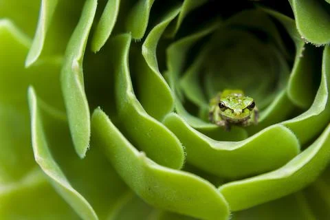 Tiny frog in a green flower Stock Photos