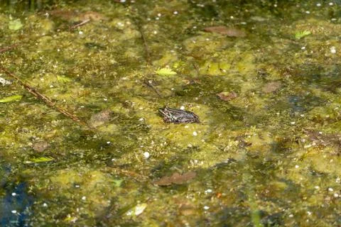 Tiny frog hides among floating leaves in still pond water Stock Photos