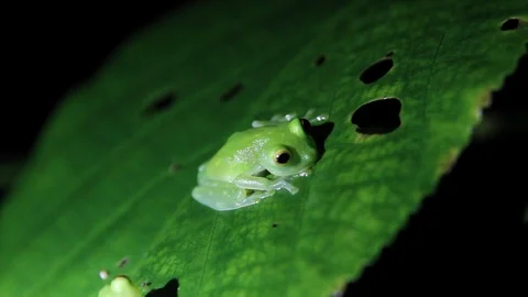  Tiny Frog