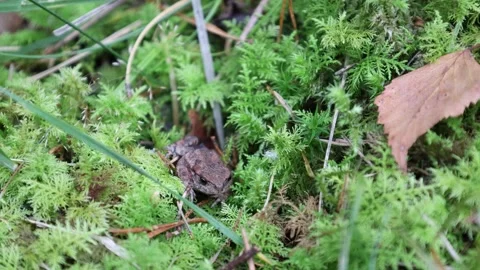 Tiny frog lurking around. Stock Footage 296821487