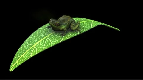 Tiny frog patiently waits on a bright green leaf, creating a vibrant scene .. Stock Footage 322806965