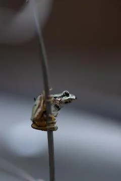Tiny frog perches delicately on thin wire Stock Photos
