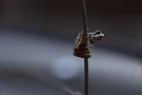 Tiny frog perches on thin wire, still and alert Stock Photos