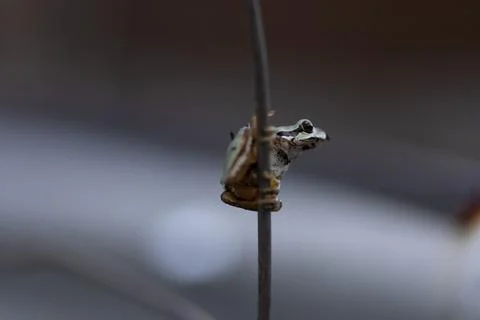 Tiny frog perches on a thin wire, eyes alert and wide Stock Photos