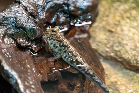 Tiny frog perches on wet, mossy rock near water Stock Photos