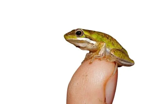 Tiny frog Stock Photos