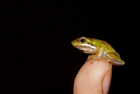 Tiny frog Stock Photos