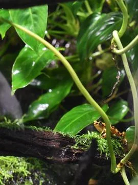 Tiny Frog Fotos de archivo