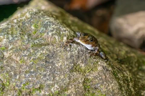 Tiny frog on the rainforest floor in Brazil Stock Photos