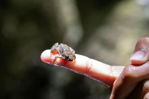 Tiny frog resting on child's finger in lush forest 스톡 사진