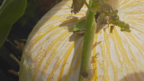 Tiny frog resting under the stem of a pale colored pumpkin Stock Footage 139503550