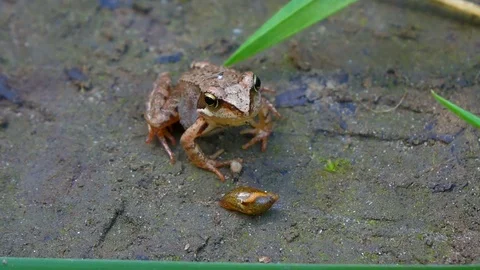Tiny Frog Rests Near the Pond Edge Video stock 102744746