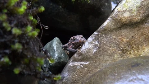 A tiny frog sits contentedly on wet river rocks Stock Footage 116543358