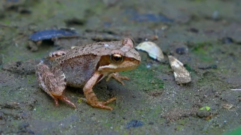 Tiny Frog Sitting Near the Pond Edge Stock Footage 102744743