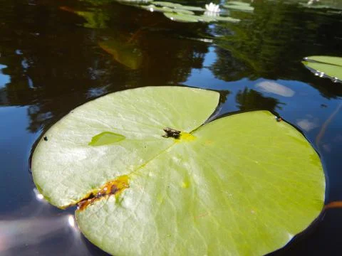 Tiny frog on a water lily leaf Stock Photos