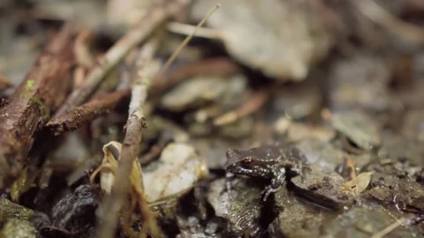 Tiny Frog on Wet Forest Floor Stock Footage 303013150