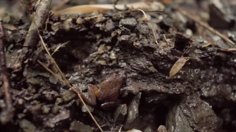 Tiny Frog on Wet Forest Floor Stock Footage 303013182