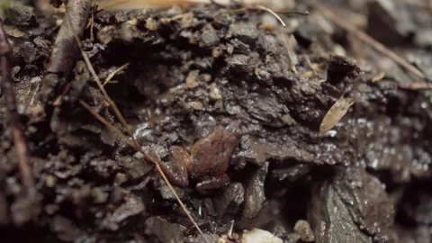 Tiny Frog on Wet Forest Floor Stock Footage 303013190
