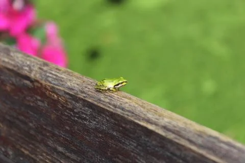 Tiny Frog On Wood Stock Photos