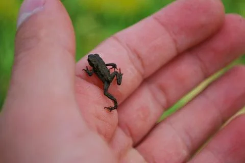 Tiny froglet Stock Photos