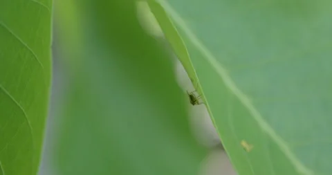 Tiny fruit fly resting on green leaf edge Video stock 311009985