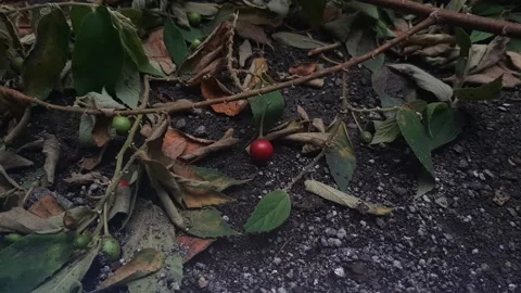 Tiny Fruit Stock Footage 237757312