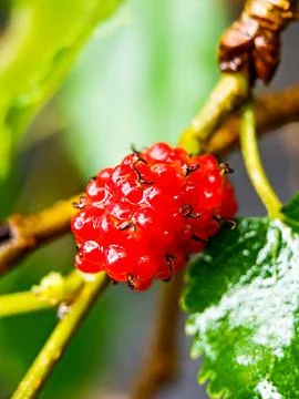 Tiny fruit Foto stock