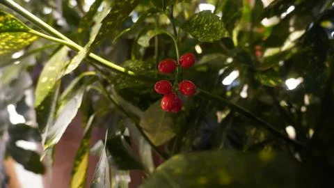 Tiny fruit in a small bush Stock-Fotos