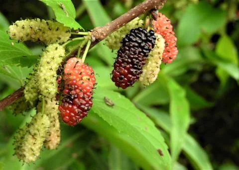 Tiny Fruits Stock-Fotos