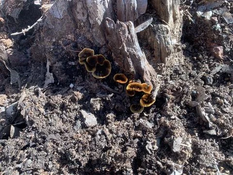 Tiny Fungus 写真素材