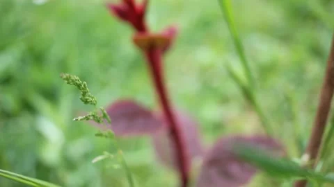 Tiny Fuzzy Red Kiwi Seedling Sprouting Naturally in Soft Grass Stock Footage 335731186
