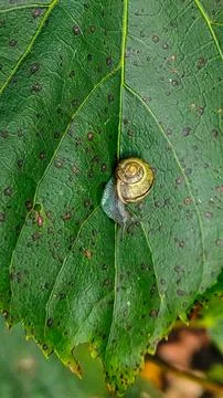 Tiny garden snail with iridescent shell slowly crawling on a green leaf Фото