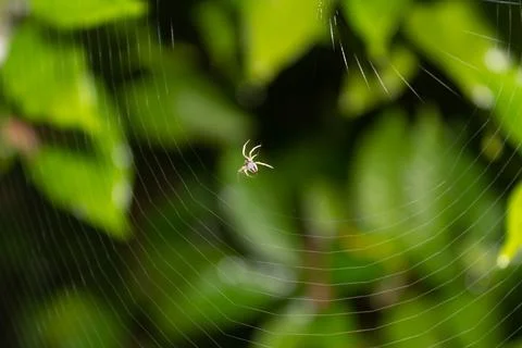 Tiny Garden Spider on its web waiting for the prey with green leaves. Stock Photos
