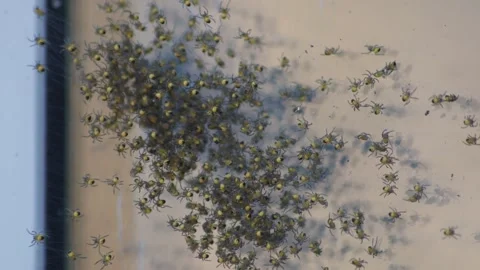 Tiny Garden Spiderlings Clustered On Glass Door 库存影片 336518315