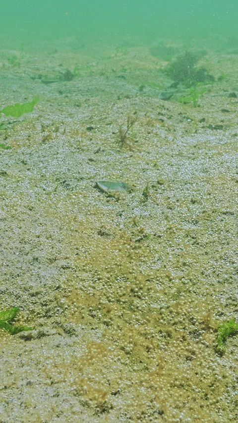 Tiny gas bubbles produced by colonies of benthic microbial (microalgae and Stock Footage 338023010