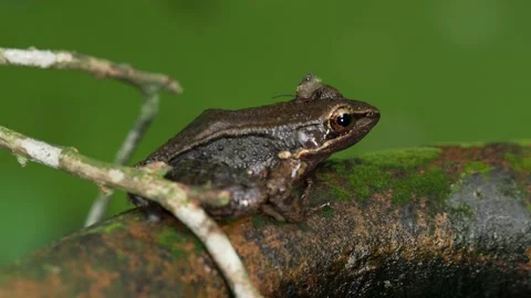 Tiny Gastropod Traversing Amphibian Crown in Tropical Habitat 動画素材 336238965