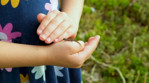 Tiny gecko jumps from hand to hand of young caucasian girl; close up Stock Footage 232350099