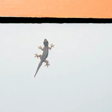 Tiny gecko 스톡 사진